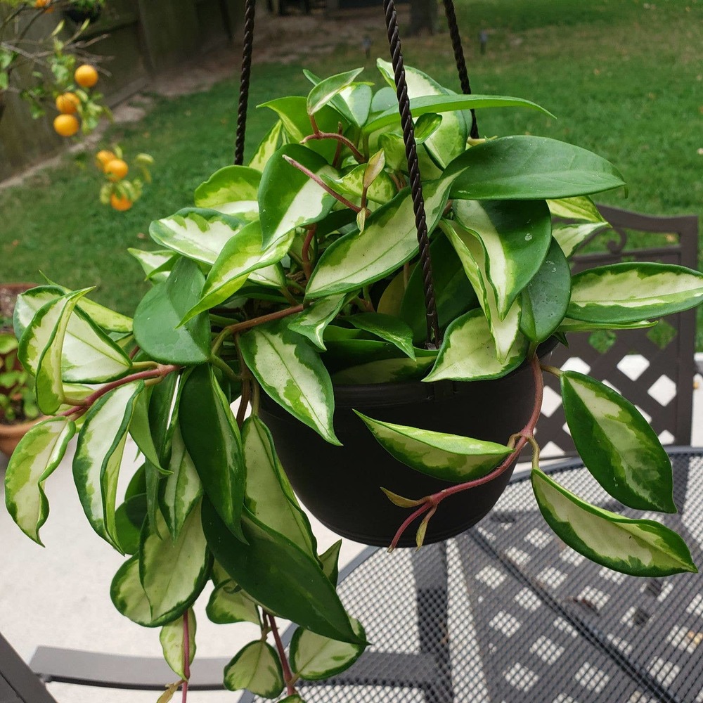 Big Hoya Carnosa Krimson Princess